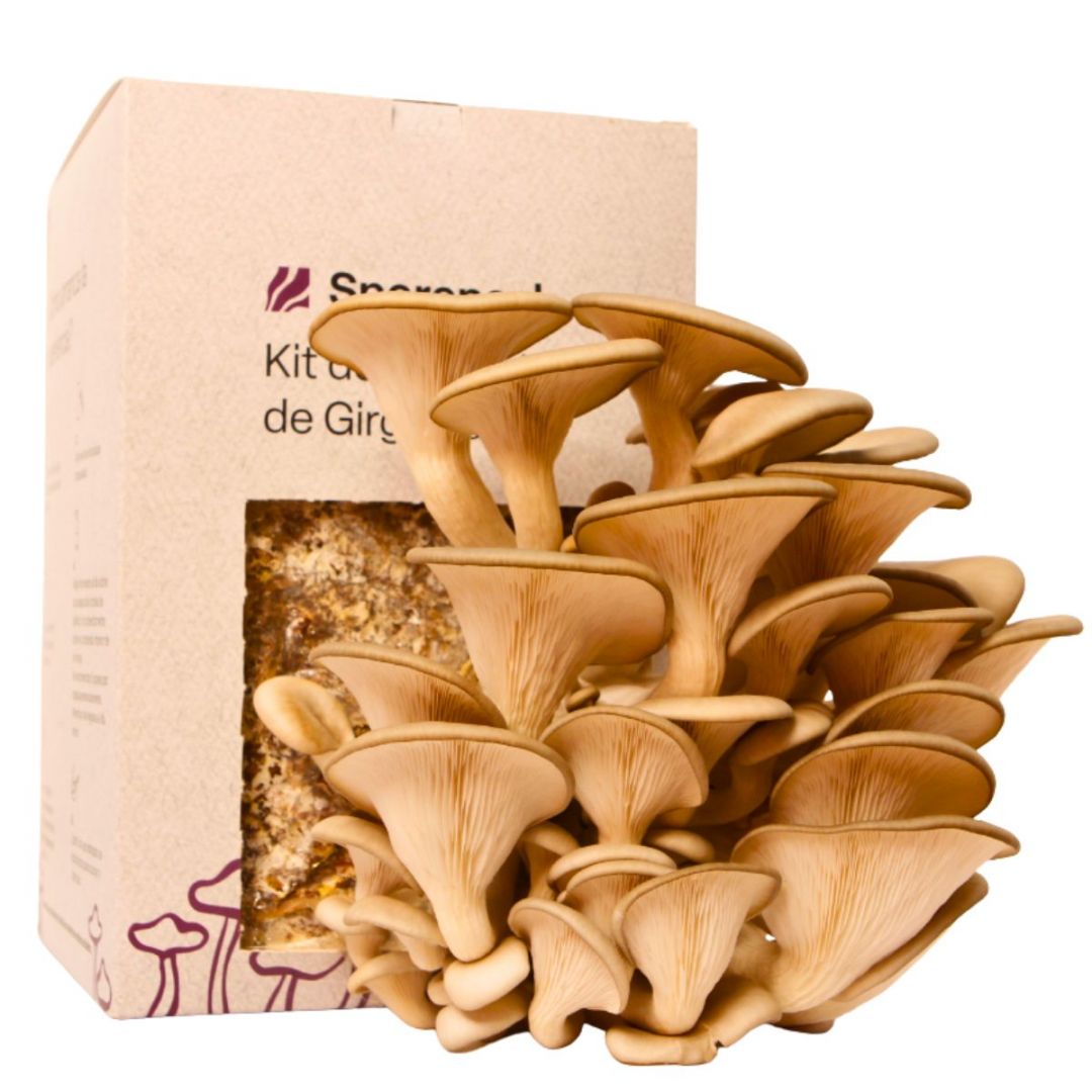 kit-de-autocultivo-de-girgolas-esporepack